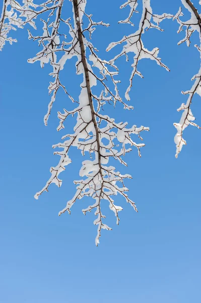 나무에 매달려 가지들은 날푸른 하늘을 배경으로 눈으로 설계에 스러운 — 스톡 사진