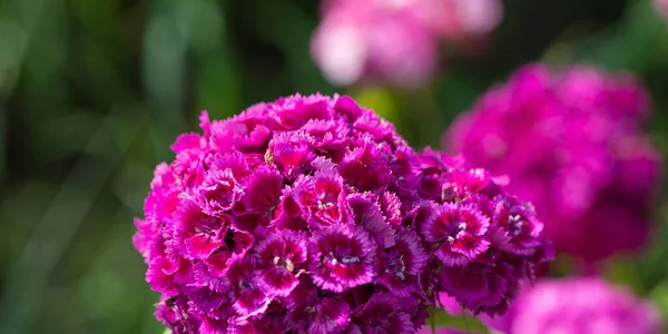 Bloeiende Bloemen Van Roze Phlox Een Wazige Achtergrond Van Planten — Stockfoto