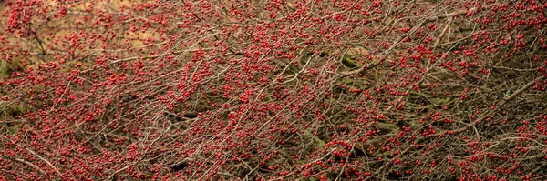 Branches of a hawthorn bush with red fruits. Autumn season. Background for design. Web banner.