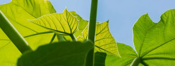 Zöld Paulownia Lombozat Kék Ellen Közelkép Vidéken Nyári Szezon Web — Stock Fotó