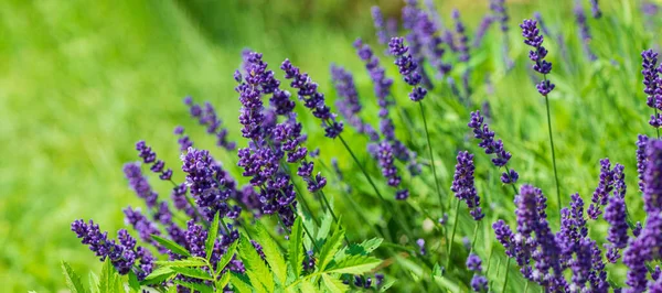 flowering bush of lavender on a blurred green background, close-up. Summer season. Web banner. Ukraine. Europe.