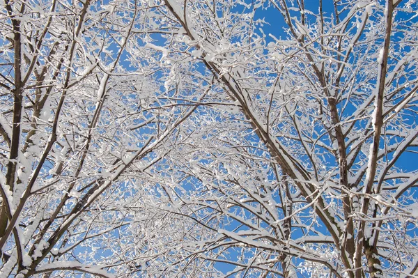 나뭇가지들은 날푸른 하늘을 배경으로 눈으로 설계에 스러운 — 스톡 사진