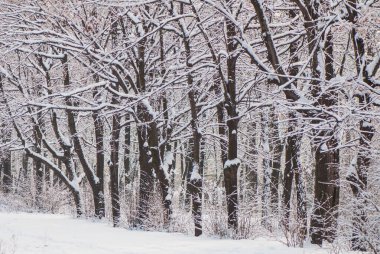 Parktaki ağaçlar karla kaplıdır. Kış sabahı.
