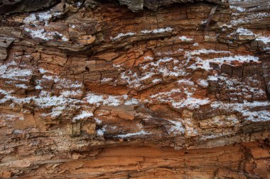 Yaşlı bir ağaç gövdesinin karla kaplı yüzeyi. Tasarım için arkaplan.