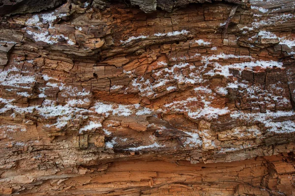 Met Sneeuw Bedekt Oppervlak Van Een Oude Boomstam Achtergrond Voor — Stockfoto