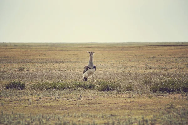 Дикий Аист Естественной Среде Обитания Птица Зеленом Поле — стоковое фото