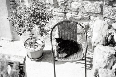 Eski evde sandalyede oturan sevimli siyah kedi.