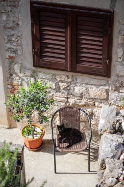 Eski evde sandalyede oturan sevimli siyah kedi.