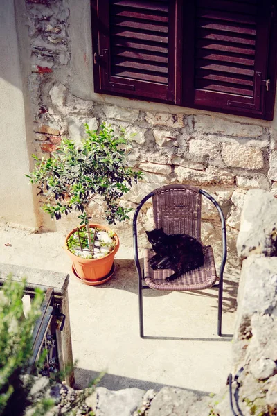 Cute Black Cat Sitting Chair Old House — Foto de Stock