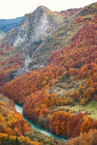 Prachtig Herfstzicht Gele Bomen Piva Rivier Vanaf Durdevica Tara Brug — Stockfoto