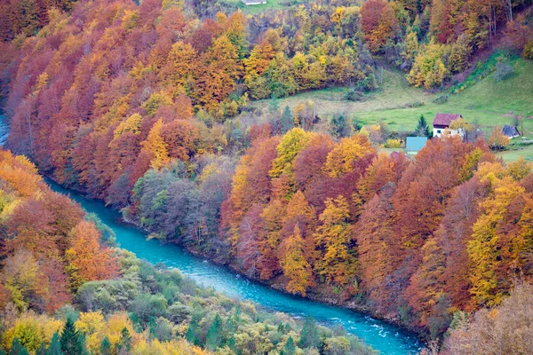 Piękny Widok Jesieni Żółte Drzewa Rzekę Piva Durdevica Tara Bridge — Zdjęcie stockowe
