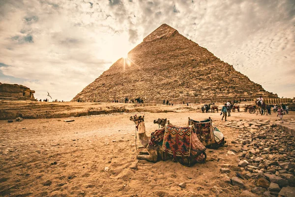 Giza Egypt 2020 기자의 피라미드 낙타는 이집트 기자에 근처에서 — 스톡 사진