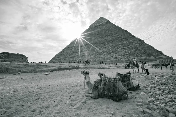Giza Egipto Noviembre 2020 Gran Pirámide Giza Atardecer Camellos Descansando —  Fotos de Stock
