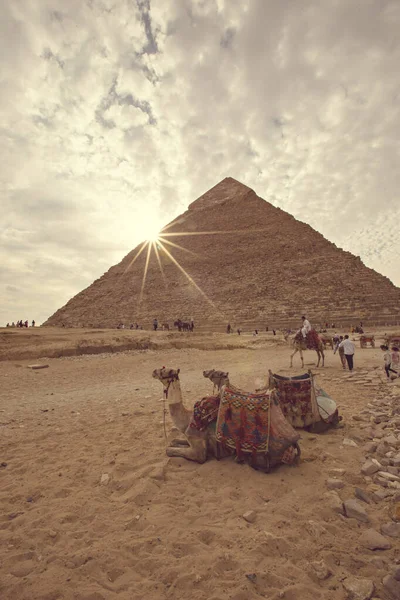 Giza Egypt November 2020 Great Pyramid Giza Sunset 骆驼在埃及吉萨Khafre金字塔附近休息 — 图库照片