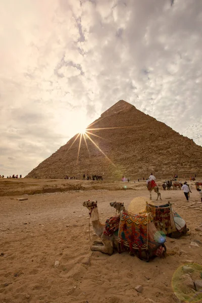 Giza Egypt November 2020 Great Pyramid Giza Sunset 骆驼在埃及吉萨Khafre金字塔附近休息 — 图库照片
