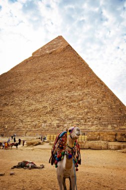 Gün batımında Büyük Giza Piramidi. Khafre Piramidi yakınında dinlenen develer, Giza, Mısır
