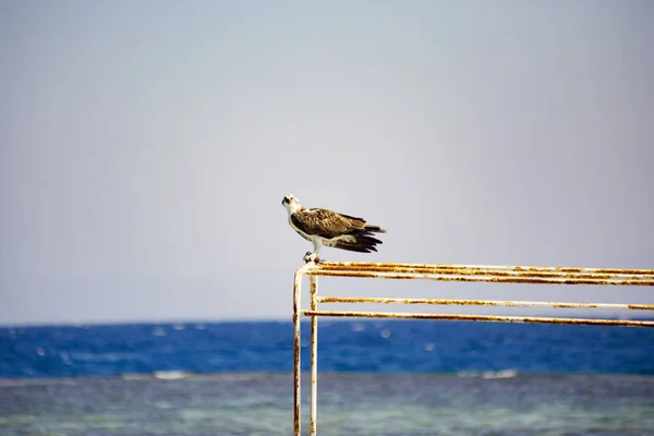 Wild Hawk Perched Old Boat Seashore — Foto de Stock