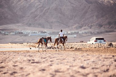 Dahab, Mısır 'da ata binmek