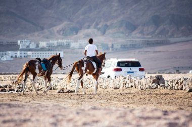 Dahab, Mısır 'da ata binmek
