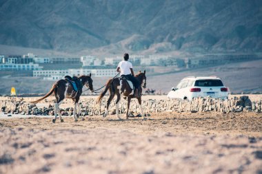 Dahab, Mısır 'da ata binmek