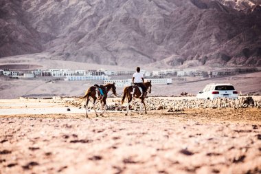 Dahab, Mısır 'da ata binmek