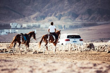 Dahab, Mısır 'da ata binmek