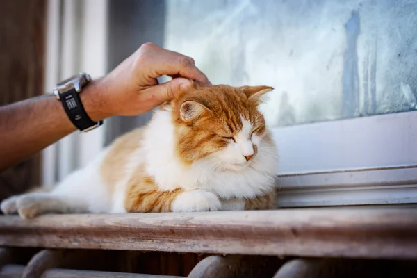 Cropped View Man Stroking Cat Sitting Window Sill — Stock Photo, Image