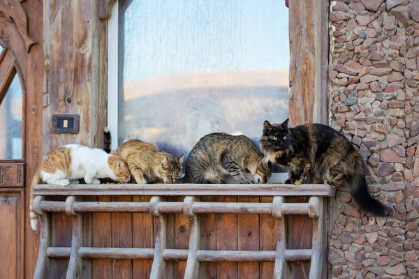 Group of stray cats eating food sitting on window sill