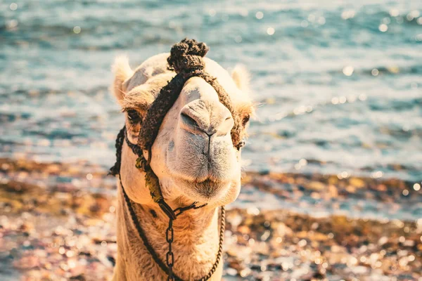 Camel Front Sea Dahab Egypt — стокове фото