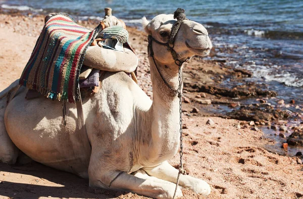 Camel Front Sea Dahab Egypt — стокове фото