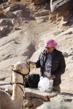 SINAI, EGYPT - Aralık 2020: Mousa Dağı 'na giden deve, Sina, Mısır