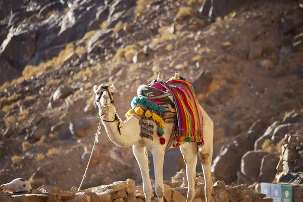 Chameau Sur Chemin Montagne Mousa Sinaï Egypte — Photo