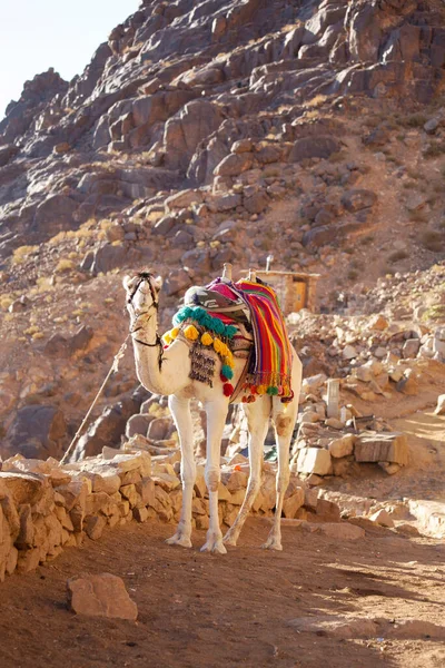 Camel Way Mousa Mountain Sinai Egypt — Stock Photo, Image