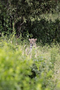 Çalılıktaki leopar, Tsavo Doğu Ulusal Parkı, Kenya