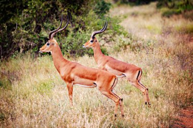 Kenya 'daki Tsavo Doğu Ulusal Parkı' nda korkmuş kazıklar.