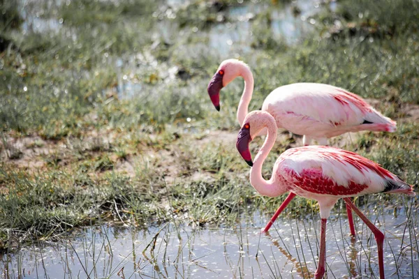 Beautiful Pink Flamingos Park — Stock Photo, Image