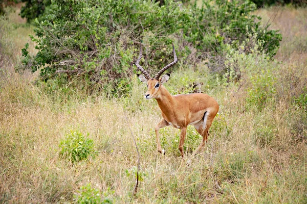 Impalas Assustadas Mato Tsavo East National Park Quênia — Fotografia de Stock