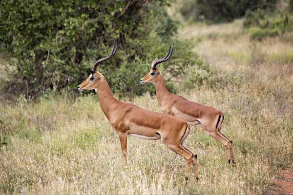 Τρομαγμένη Impalas Στο Θάμνο Tsavo East National Park Κένυα — Φωτογραφία Αρχείου