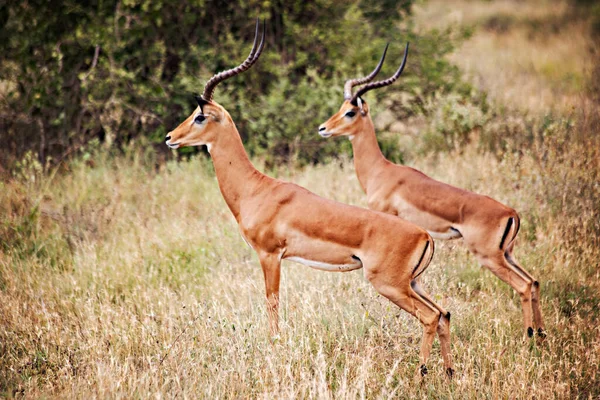 Impalas Asustadas Los Arbustos Tsavo East National Park Kenia — Foto de Stock