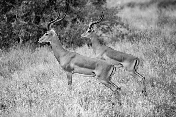 Impalas Asustadas Los Arbustos Tsavo East National Park Kenia — Foto de Stock