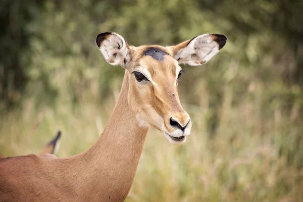 Impala Femelle Face Rapprochée Parc National Tsavo East Kenya — Photo