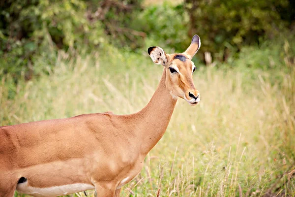 Ženská Impala Tvář Zblízka Národní Park Tsavo East Keni — Stock fotografie