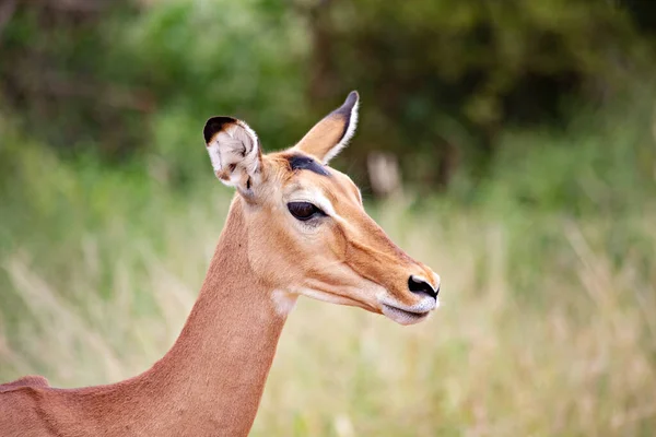 Ženská Impala Tvář Zblízka Národní Park Tsavo East Keni — Stock fotografie