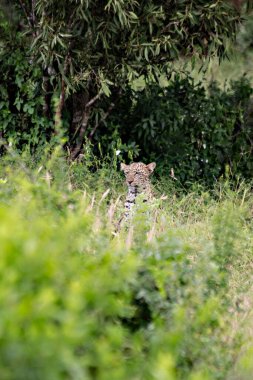 Çalılıktaki leopar, Tsavo Doğu Ulusal Parkı, Kenya