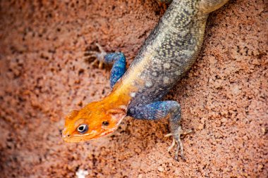Serengeti Ulusal Parkı, Tanzanya, Afrika 'da parlak ve renkli Agama Kertenkelesi