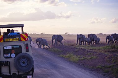 Afrika filleri Amboseli Ulusal Parkı, Kenya 'da gün doğumunda akın ediyor