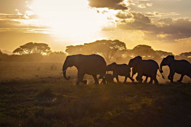 Afrika filleri Amboseli Ulusal Parkı, Kenya 'da gün doğumunda akın ediyor