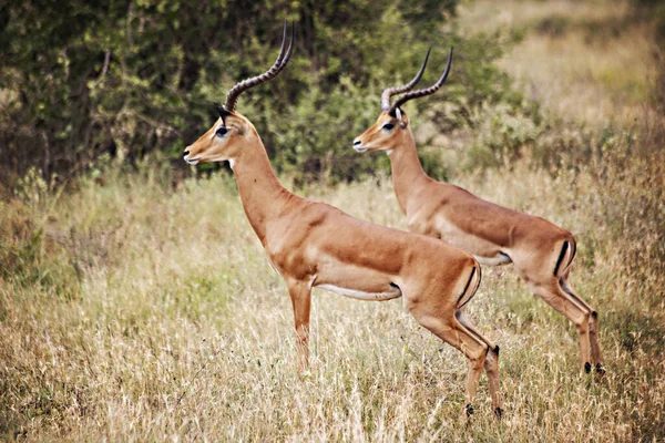 Impalas Assustadas Mato Tsavo East National Park Quênia — Fotografia de Stock