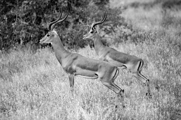 Impalas Asustadas Los Arbustos Tsavo East National Park Kenia — Foto de Stock