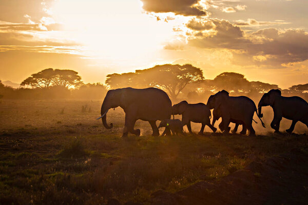 African elephants herd at sunrise in Amboseli National Park, Kenya